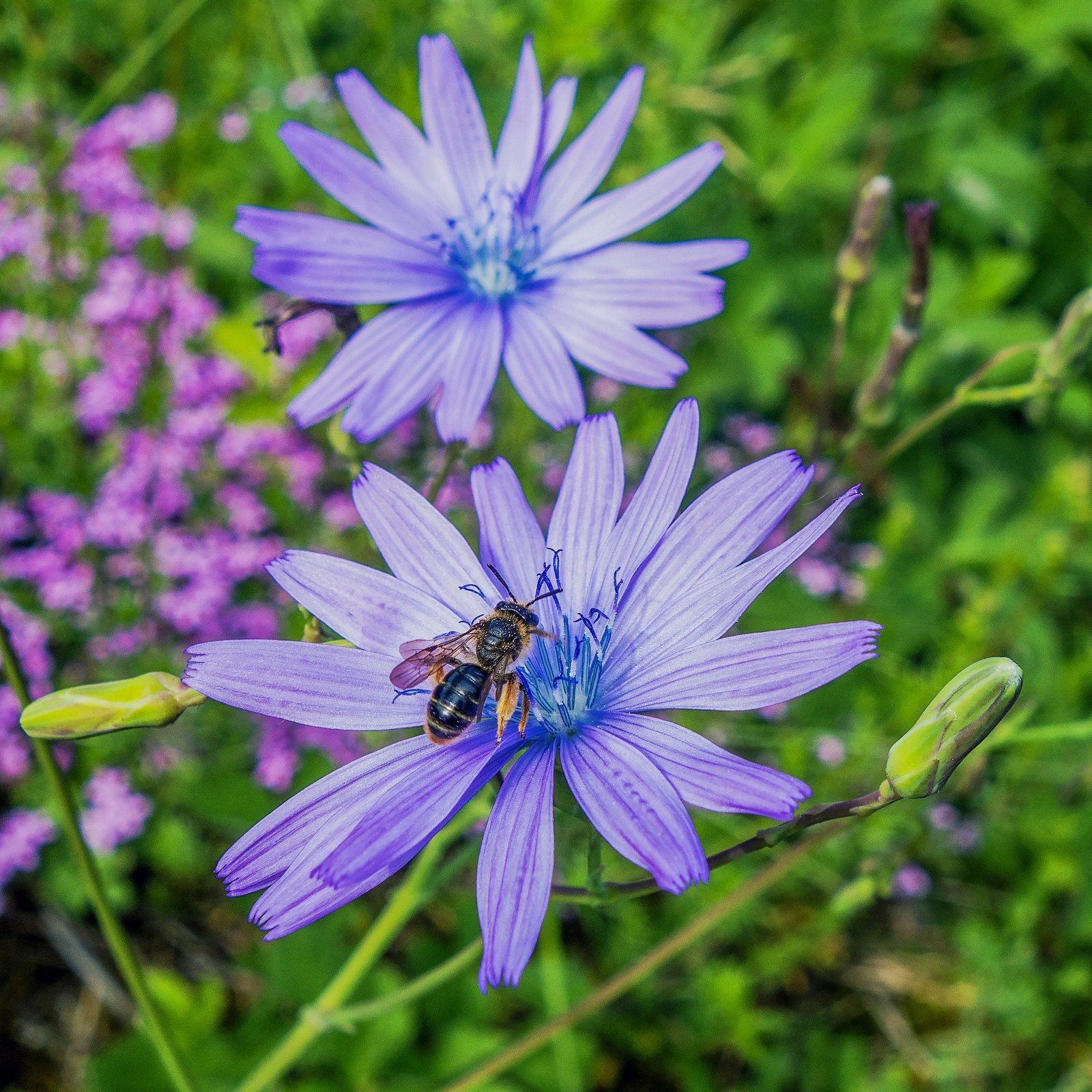 Cichorium intybus, a Coffee Substitute, Naturally Supports Digestive Well-being