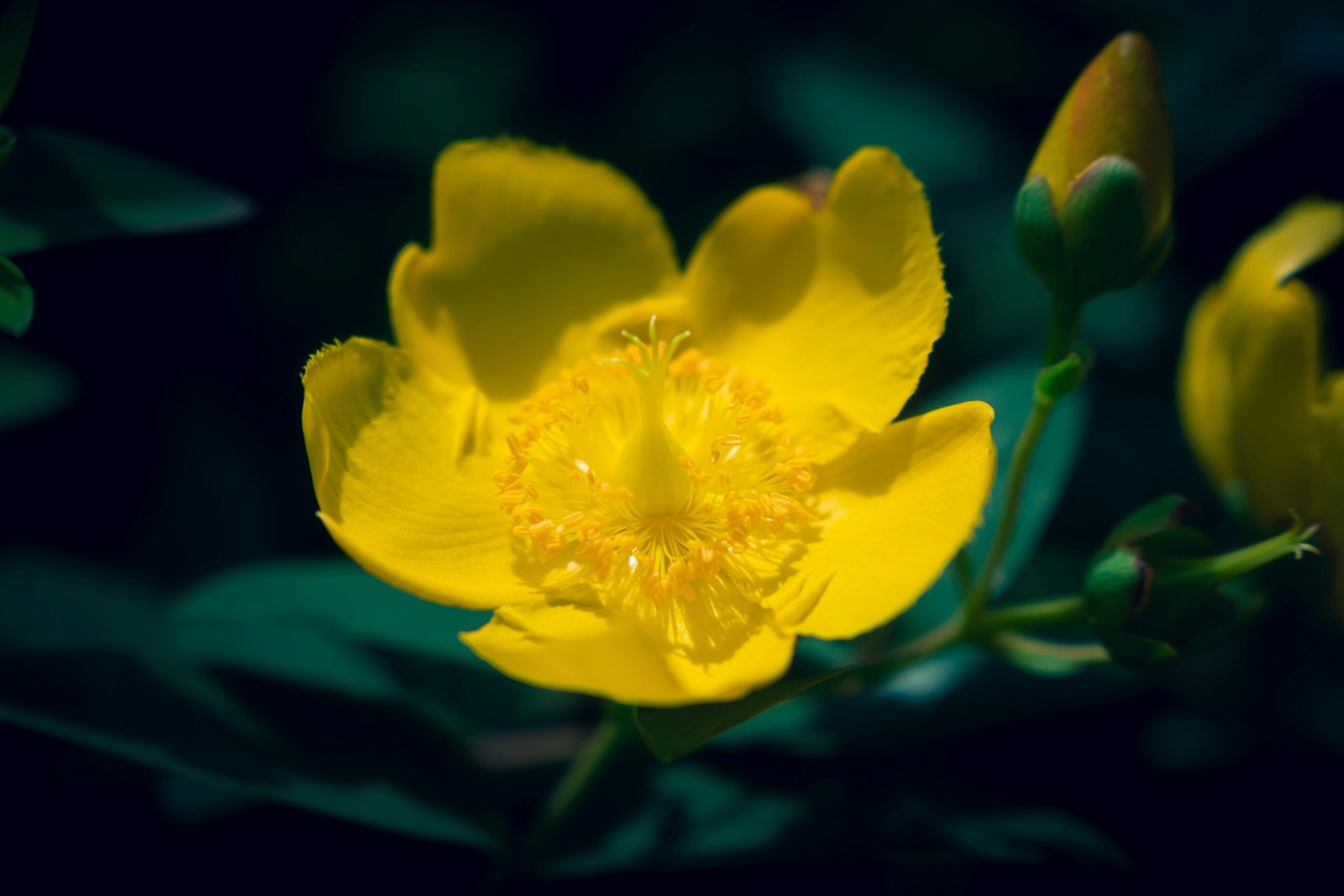 Hypericum Perforatum for Positive Serotonin Balance and Mental Wellness