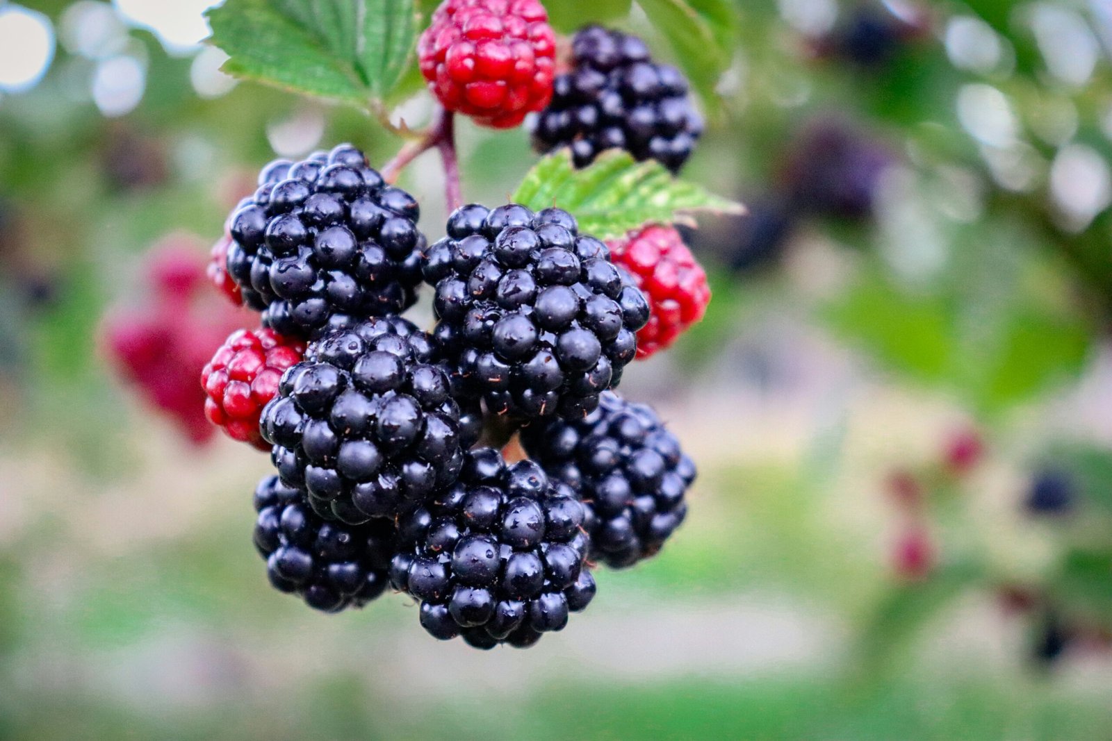 Why Blackberries are the Superfood Everyone Needs