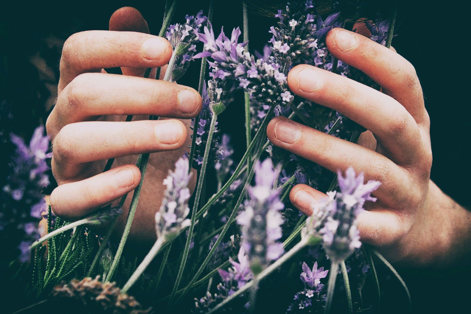 The Soothing Benefits of Lavender Aromatherapy